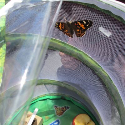 Our Butterflies